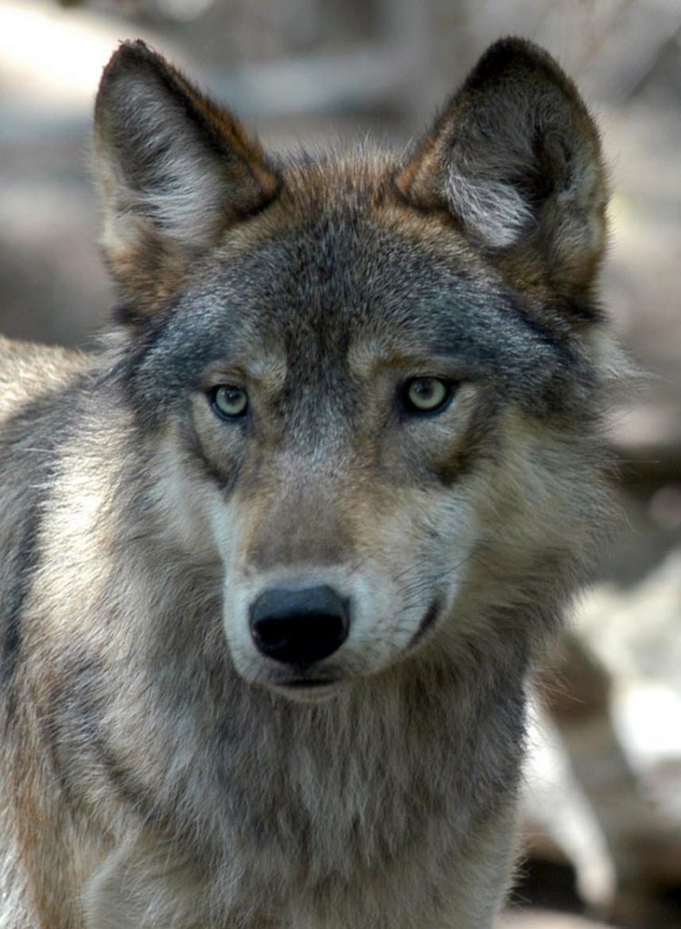A gray wolf is caught on camera at the Wildlife Science Center in Forest Lake, Minn. An Obama administration decision last month to drop gray wolves in the western Great Lakes region from the endangered species list is scheduled to take effect today.