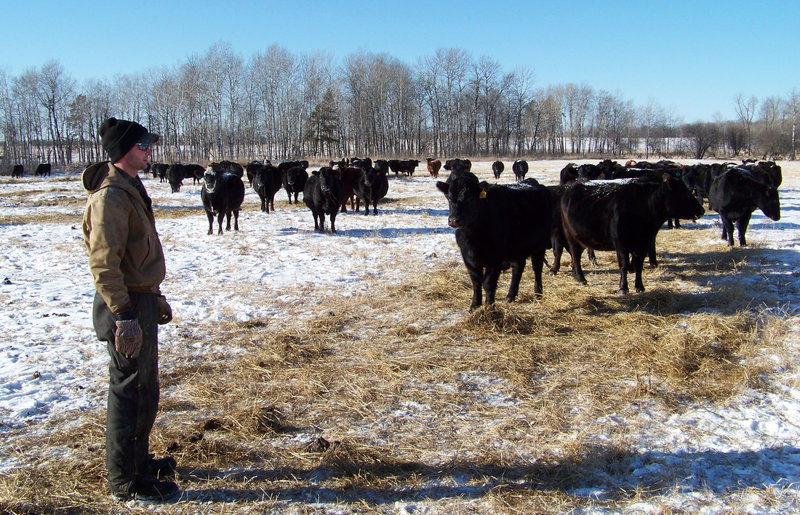 Miles Kuschel checks his herd on his ranch near Sebeka, Minn. The ranch has lost several calves to wolves.