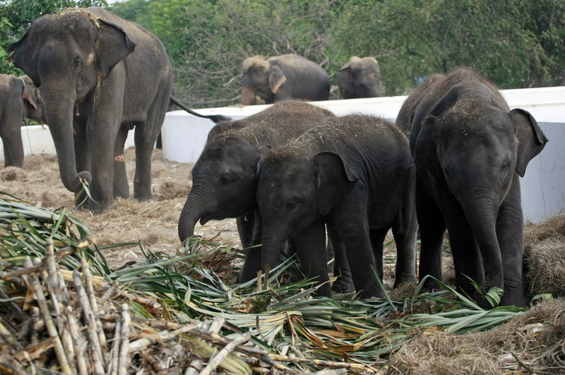Elephants are fed fresh sugar cane at an elephant camp in central Thailand. Thailand has fewer than 3,000 wild elephants and about 4,000 domesticated elephants. After years of being poached for their tusks, they now are being killed for their meat, wildlife officials say.