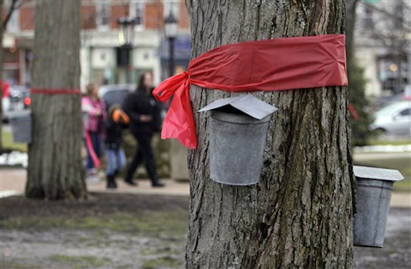 Red ribbons in remembrance of school shooting victims encircle a maple tree above sap collecting buckets on the square in Chardon, Ohio Tuesday, Feb. 28, T.J. Lane, 17, admitted taking a .22-caliber pistol to Chardon High School along with a knife and firing 10 shots at a group of students sitting at a cafeteria table Monday morning, Prosecutor David Joyce said. Three of the five students wounded in the attacks have since died. (AP Photo/Mark Duncan)