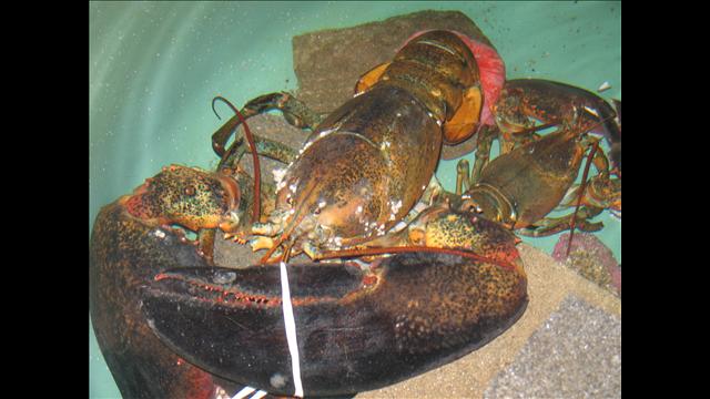 The 27-pound lobster is displayed at the Maine State Aquarium.