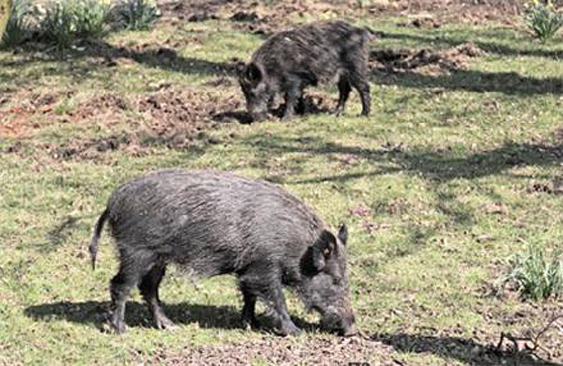 In this undated photo, feral hogs roam the Texas countryside. Texas just completed its third--annual hog-killing contest, which resulted in the demise of 12,632 hogs.