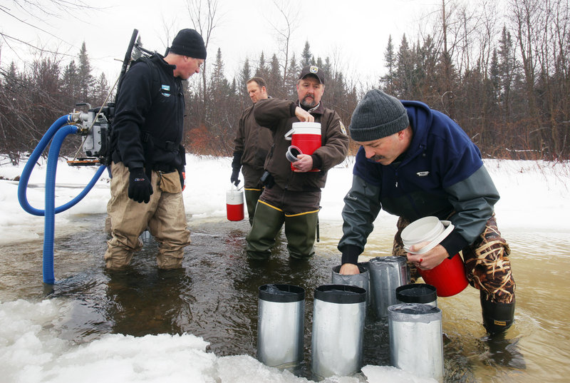 Paul Christman, a biologist with the Department of Marine Resources in Hallowell, places salmon eggs in a tributary of the Sandy River in Avon. With Christman are, from left, Jed Wright, with the Gulf of Maine Coastal Program, Craig Knights and Chris Domina, with U.S. Fish and Wildlife.