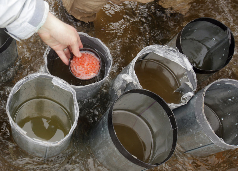 Salmon eggs are placed in a tube, where they will sink to the river bottom and be covered over with rocks when the tube is pulled out.