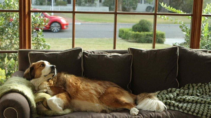 The canine star of one of Volkswagen's ads.