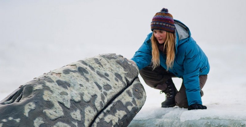 Drew Barrymore plays a calculating Greenpeace activist in “Big Miracle.”