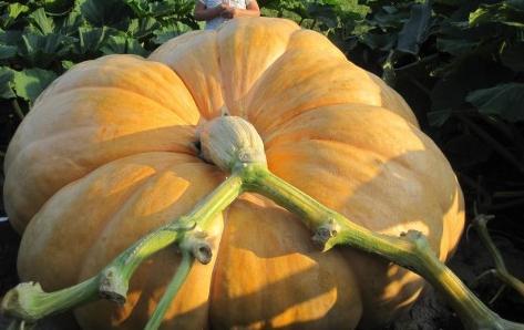 At the peak of the season, giant pumpkins – which start from special seeds – may gain 30 pounds a day.