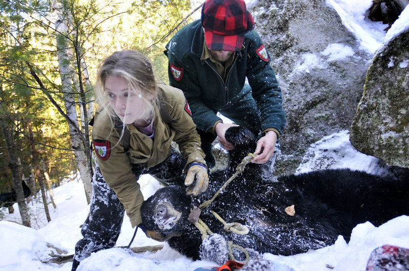 Lisa Bates and John Wood with the Department of Inland Fisheries and Wildlife remove a sedated mother bear from her den in the woods of Washington County to check on her general health, weigh her and replace her radio collar.
