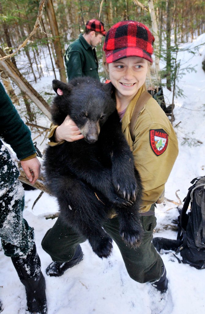 Lisa Bates, a biologist with the Maine Department of Inland Fisheries and Wildlife, carries a tranquilized yearling back to its den earlier this month while doing research on black bears in Washington County. The department typically visits about 100 dens each winter.