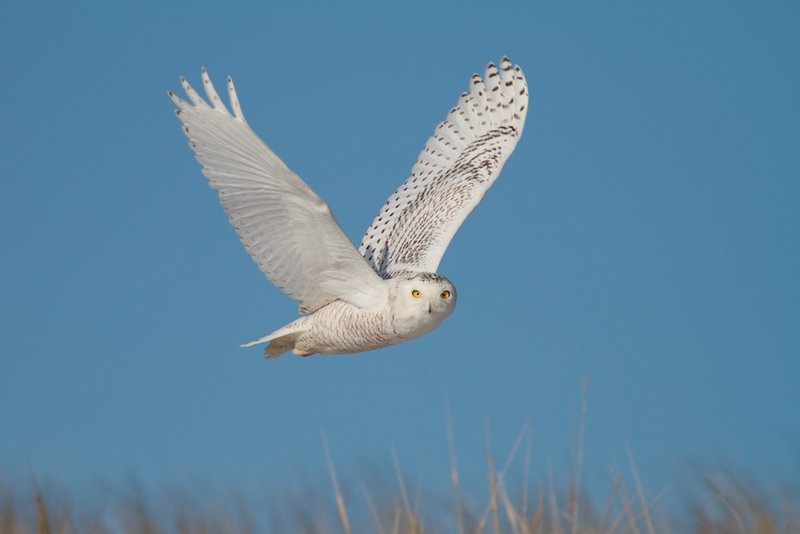 A snowy owl takes flight at Reid State Park in Georgetown, one of many sightings this winter.