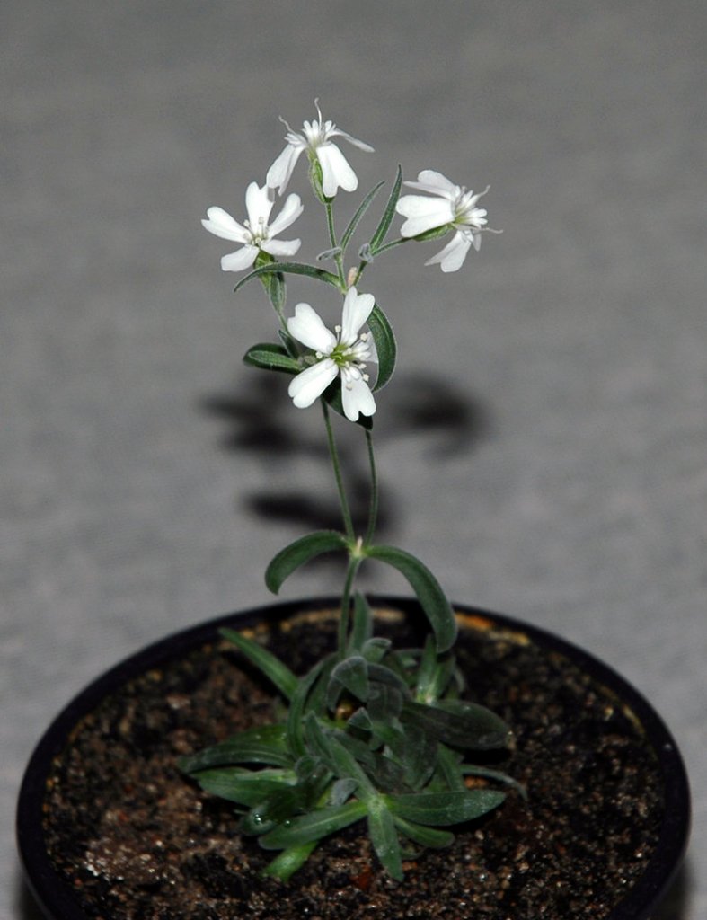 This Silene stenophylla plant was regenerated from tissue of fossil fruit found in a squirrel burrow that had been stuck in Siberian permafrost for more than 30,000 years.