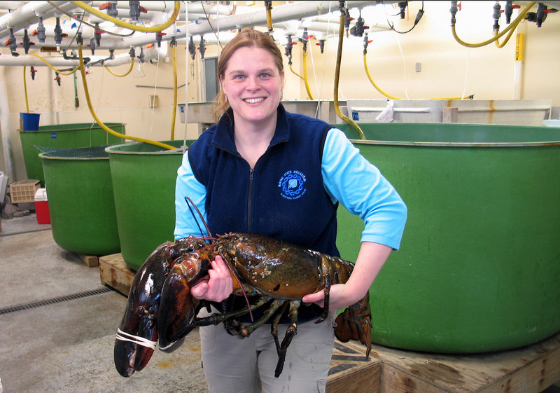 Maine State Aquarium Director Aimee Hayden-Rodriques holds a 27 pound, nearly 40 inch long, lobster caught by Robert Malone off the coast of Maine near Rockland on Feb. 17. The aquarium named the crustacean "Rocky."