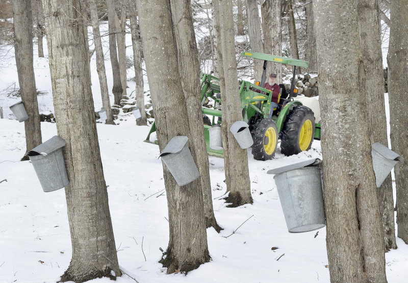 Bruce Bryant maneuvers a tractor through the maples. This winter’s mild weather has reduced the snow cover and made it easier to navigate the woods to collect sap, but it also could cause the maples to bud early, shortening the sap season.