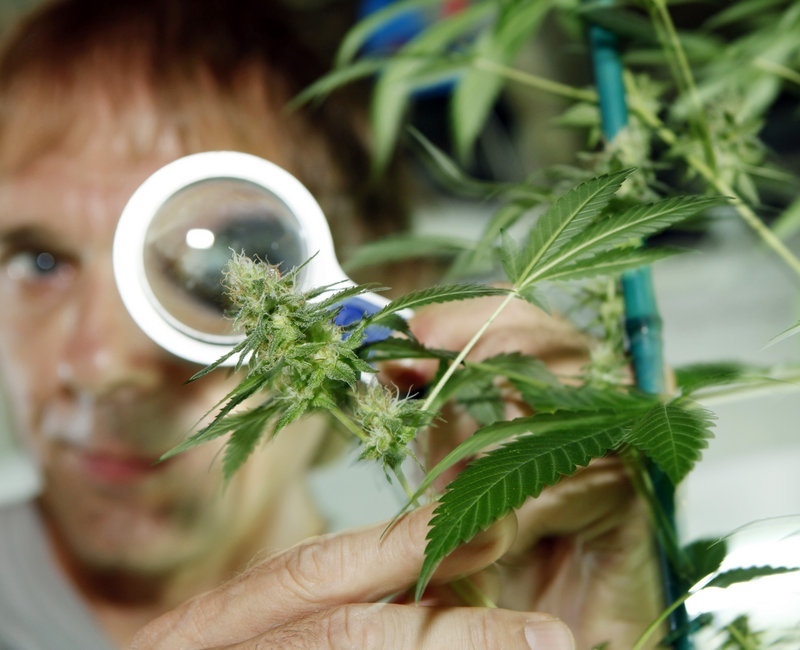Medical marijuana caregiver Bret Kantola examines a strain of marijuana in his grow facility in Denver. Colorado voters will decide this fall on legalizing pot for recreational use.