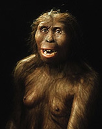 This artist rendering shows Lucy, the fossil remains of a female hominid who lived 3.2 million years ago in Ethiopia.