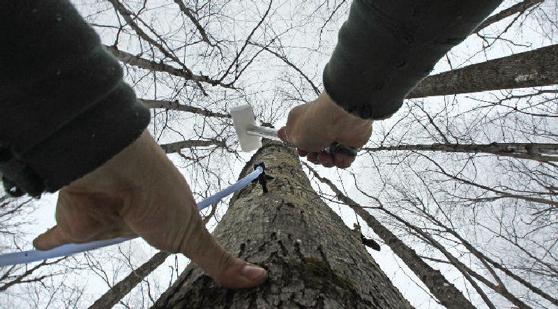 Ben Fisk hammers a tap and collection tube into the trunk of a maple tree at a timber stand in Newbury, N.H. An unusually mild winter across much of the Northeast has cut short maple-surgaring season.