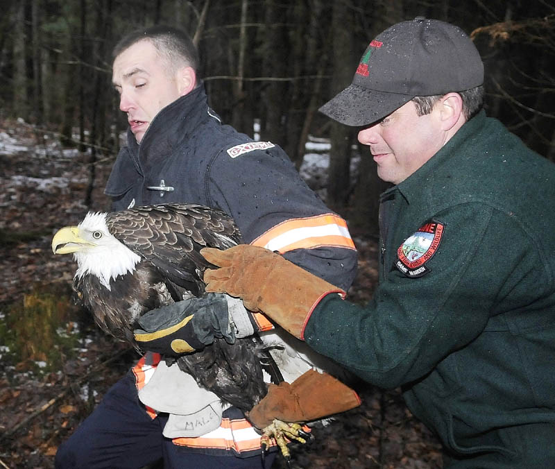 Gardiner firefighter Dan Freeman, left, and Game Warden Steve Allarie carry a bald eagle to a crate Wednesday night after two raptors become entangled on a tree while brawling in Litchfield.