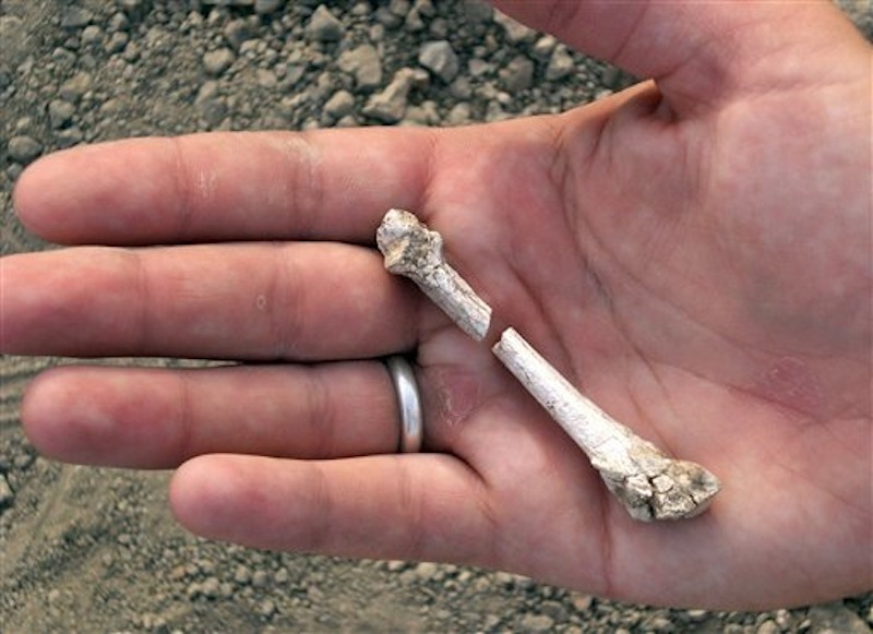 This image provided by the Cleveland Museum of Natural History shows a bone fragment from a 3.4-million-year-old partial foot recovered during an excavation in Ethiopia. A new study determined that the foot belonged to a human relative that lived around the same time as Lucy, the famous early hominid. (AP Photo/Cleveland Museum of Natural History, Yohannes Haile-Selassie)
