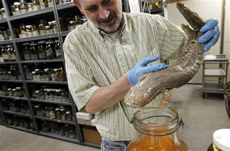 Ned S. Gilmore, collections manager of vertebrate zoology, shows a Hellbender salamander, in the collection at the Academy of Natural Sciences on Friday, March 23, 2012 in Philadelphia. The Academy is celebrating its bicentennial by offering the general public some rare behind-the-scenes tours of their some 18 million specimens for what's believed to be the first time in 200 years. (AP Photo/Alex Brandon)