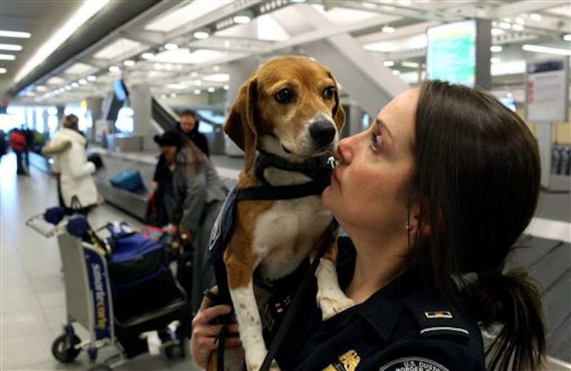 In this Feb. 9, 2012 photo, Meghan Caffery, a U.S. Customs and Border Protection Agriculture Specialist, nuzzles Izzy, an agricultural detector beagle whose nose is highly sensitive to food odors, at John F. Kennedy Airport's Terminal 4 in New York. This U.S. Customs and Border Protection team works to find foods and plants brought in by visitors that are considered invasive species or banned products, some containing insects or larvae know to be harmful to U.S. agriculture. (AP Photo/Craig Ruttle)