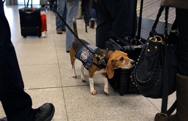 In this Feb. 9, 2012 photo, Izzy, an agricultural detector beagle whose nose is highly sensitive to food odors, sniffs incoming baggage and passengers at John F. Kennedy Airport's Terminal 4 in New York. This U.S. Customs and Border Protection team works to find foods and plants brought in by visitors that are considered invasive species or banned products, some containing insects or larvae know to be harmful to U.S. agriculture. (AP Photo/Craig Ruttle)