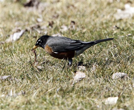 A robin snatches a worm from the ground on the first day of spring in Phippsburg. Spring officially arrived just past midnight and the sighting of a robin is popularly regarded as the best sign of spring's arrival in the Northeast, according to the National Audubon Society.