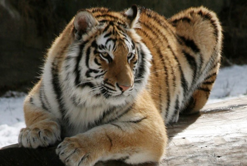 Kya, one of two Bengal tigers at Southwick's zoo.