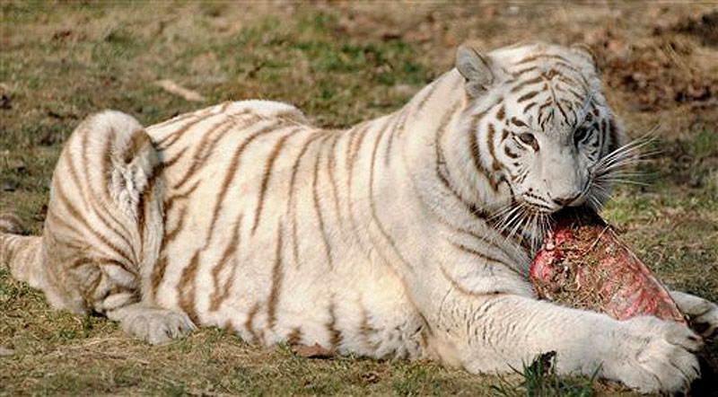In this Thursday, March 15 photo a rare, white Bengal tiger named "Taj" eats prime steak at Southwick's Zoo, in Mendon, Mass. After a transformer fire knocked out power to homes and businesses in Boston's Back Bay neighborhood, prime cuts of meat were donated to the zoo by a restaurant affected by the power outage. The Capital Grille steakhouse in Boston donated 2,500 pounds of meat worth $20,000 to the zoo. (AP Photo/The Telegram & Gazette, Christine Peterson)