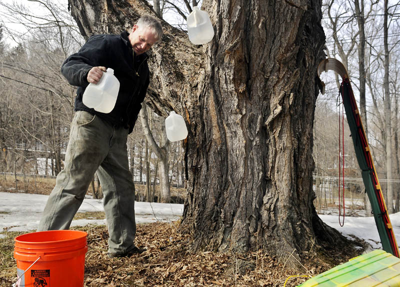 Fred Mitton, of Manchester, recovers sap February 21, 2012 from a Maple tree he tapped in Hallowell. Maple-sugaring season has been cut short by the unusually warm spring weather.