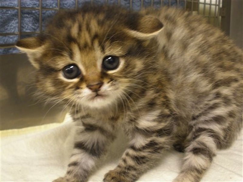 This photo provided by Audubon Center for Research of Endangered Species shows a eight month old kitten named Crystal. A fierce, tiny kitten is proof that black-footed cat embryos can be successfully implanted into housecats and that there are still kinks to be worked out in cloning the southern African species. Crystal is a test-tube kitten, her embryo created by in vitro fertilization and implanted into the womb of a domestic cat which gave birth Feb. 6 at the Audubon Center for Research of Endangered Species. She's also among fewer than 80 black-footed cats in zoos and collections such as ACRES. (AP Photo/Audubon Center for Research of Endangered Species)