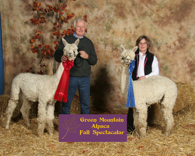 North Yarmouth’s SuriPaco Alpaca was the only Maine recipient of a $30,000 USDA grant this year. The farm raises alpacas, which are shown here at a competition in Burlington, Vt.