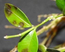 Boxwood Blight has not been found in Maine yet, but it does exist in Massachusetts. Its potential for destruction has plant pros worried.