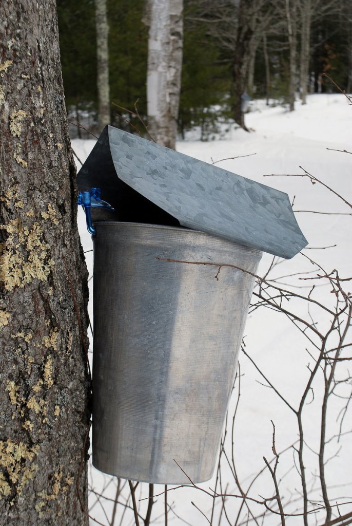 March is a time for cross-country skiing and maple syrup at Harris Farm, and thanks to a snowstorm on March 1, there was a reason to visit the farm other than to see buckets collecting sap from maple trees.