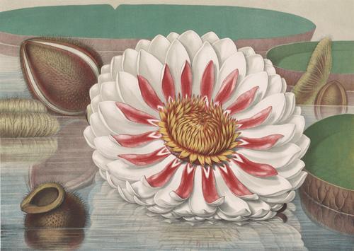 Among the exhibitions currently up at the Bowdoin College Museum of Art in Brunswick are “Insight Out: Exploring Gifts of Art from Private Collectors,” including this 1854 chromolithograph of a water lily by William Sharp, above; and “Telephones,” a seven-minute montage of Hollywood film clips created by the artist and composer Christian Marclay, below.