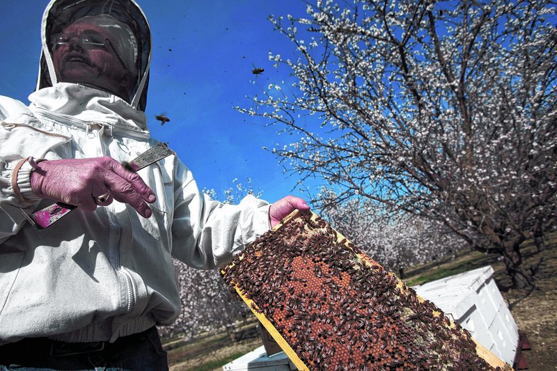 Gordon Wardell tends bee hives for Paramount Farming Co. in Lost Hills, Calif. Because of the bees' importance in pollinating plants, the company employs Wardell as a staff entomologist to care for them.
