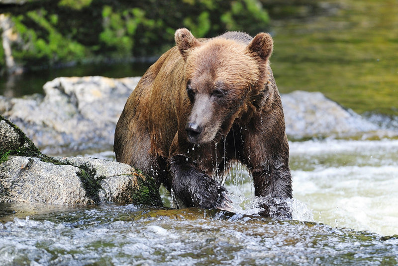 Experts say prevention is the best way to avoid a bear attack. Among the strategies: hike in groups, make noise and avoid areas of poor visibility.