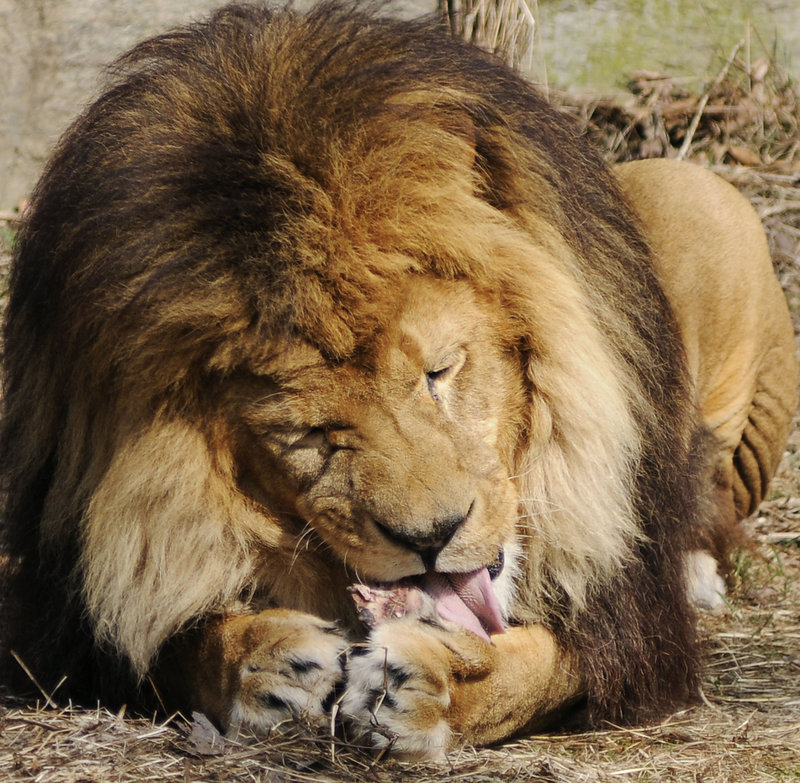 A lion eats prime steak at Southwick’s Zoo in Mendon, Mass., Thursday. After a transformer fire knocked out power to Boston’s Back Bay neighborhood, the Capital Grille steakhouse, which was affected by the outage, donated 2,500 pounds of meat worth $20,000 to the zoo.