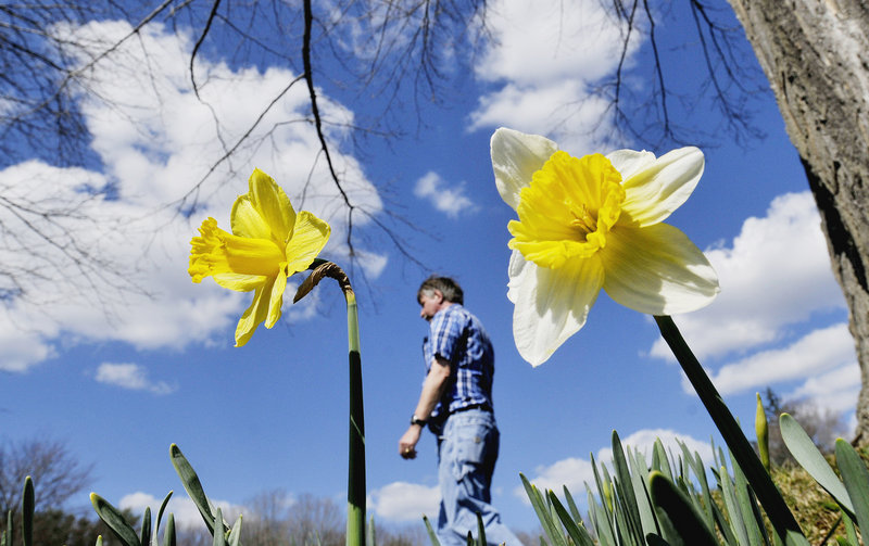 Gary Sams walks Wednesday through Laurel Hill Cemetery in Saco, where some of the daffodils are in bloom a month earlier than usual, said Gail Lemieux, an administrative assistant there. The high in Portland reached 79, smashing the old record of 60.