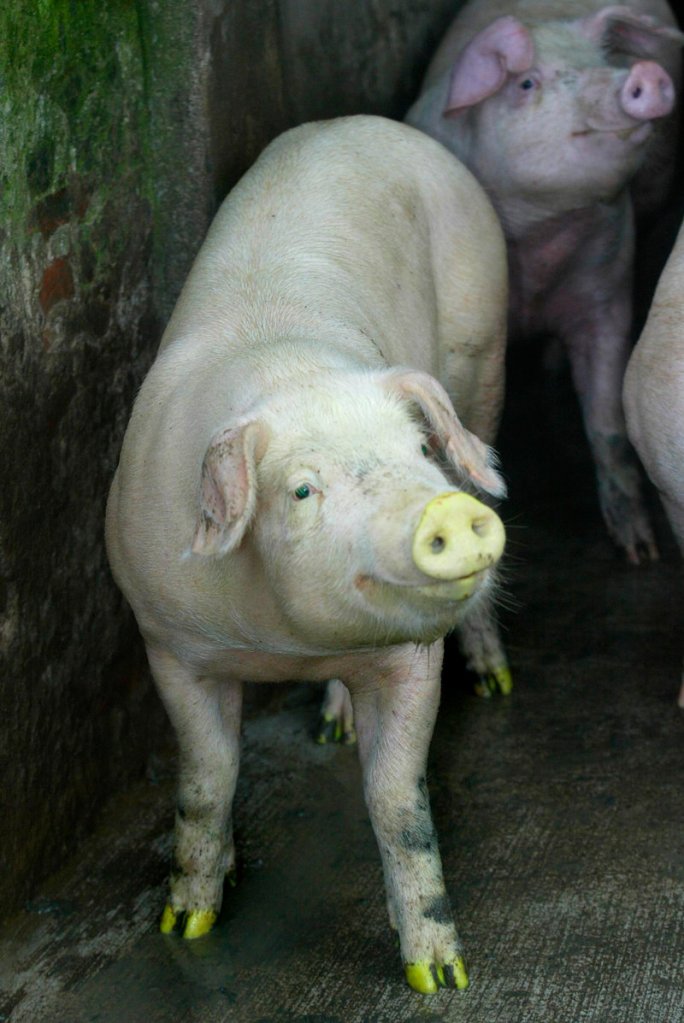 Several major pork producers have recently agreed to phase out gestation crates and switch to more open pens.