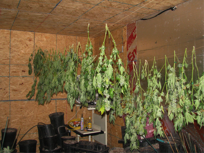 Authorities who raided a warehouse in Waterboro said it was set up for “continuous cultivation,” with 800 plants in various stages of growth throughout the building.