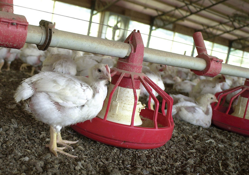 Chickens gather around a feeder at a processing plant in Arkansas. A judge has ordered the FDA to enforce its own rule to halt mixing popular antibiotics into animal feed.