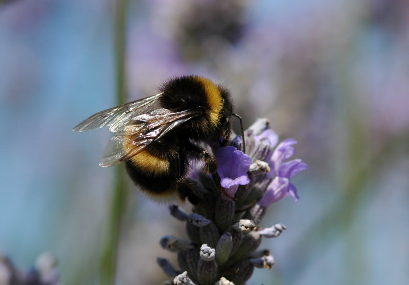 A bumblebee appears in a photo provided by David Goulson of the University of Stirling in Scotland. A pesticide appears to cause problems for both honeybees and bumblebees.