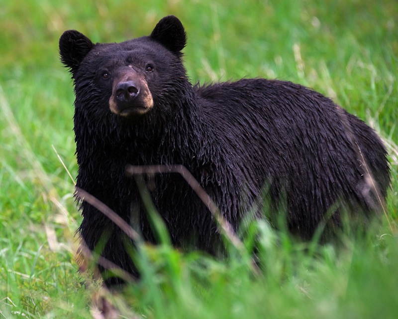 This photo shows a black bear in Yellowstone National Park in 2008.