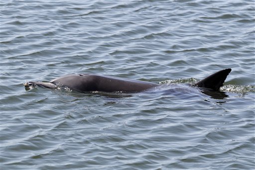 A dolphin swims in the Bolsa Chica wetlands in Huntington Beach, Calif., on Friday. Wildlife experts on paddleboards managed to coax the animal toward the open sea Saturday, but it was spooked by a pair of fellow dolphins.