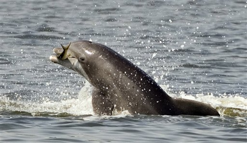 In this July 25, 2005 file photo, a porpoise leaps out of the water holding a fish while feeding in the Indian River in Titusville, Fla. Federal regulators say far too many porpoises in the Gulf of Maine are drowning in fishing gear, specifically gillnets, which triggered a provision in federal law that will close down a busy fishing ground in the Gulf of Maine to gillnets for two months this year, starting in October. (AP Photo/Phil Sandlin, File)