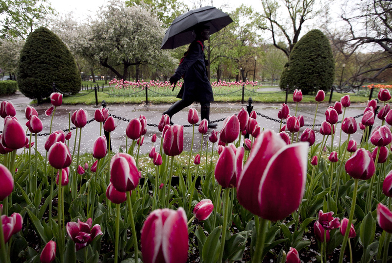 A pedestrian strolls through a wet Boston Public Garden on Sunday. The National Weather Service has said that areas around Boston are likely to see 2 to 3 1/2 inches of rain from a spring storm passing through the area Sunday and today.