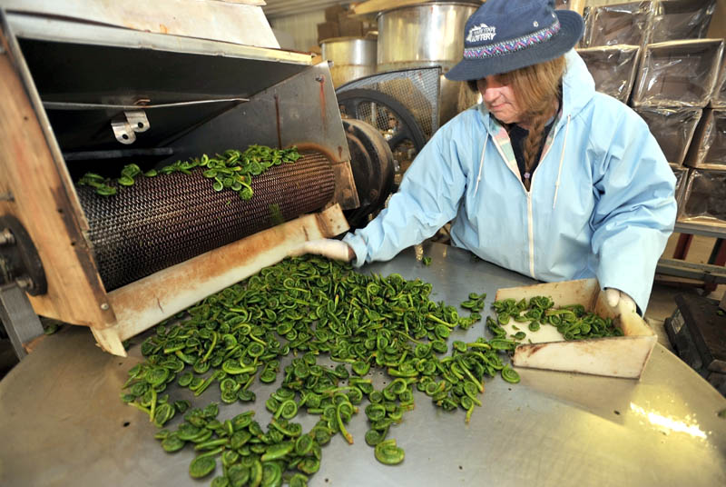 FRESH GREENS: Barb Pelletier packs boxes of fresh fiddleheads after the cleaning process at W.S. Wells & Son, a former cannery in Wilton, on Thursday. The company, founded in 1894, has shifted to selling fresh fiddleheads across the country.