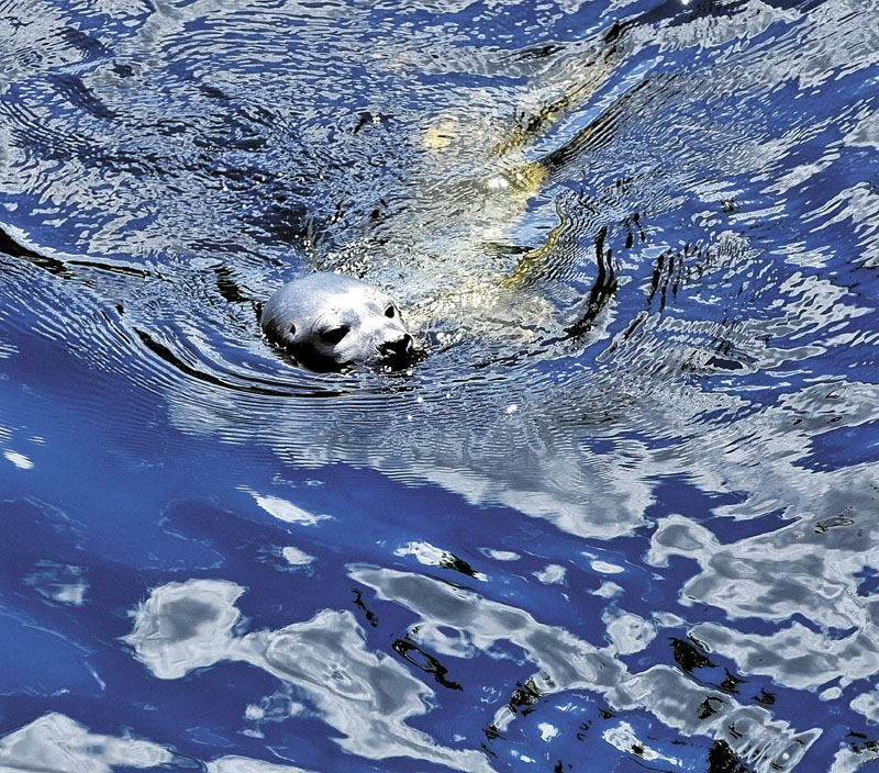 A harbor seal rises to the surface in the Sebasticook River in Benton in this 2011 photo.