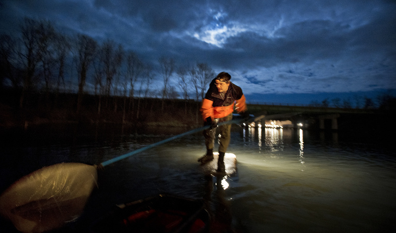 John Moore of Freeport fishes for baby eels, known as elvers, in a southern Maine river Thursday night.