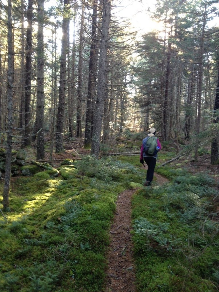 The Crook Trail at Crooked Farm Preserve includes both uphill sections and flatter sections, with much of the trail lined by spruce and fir trees.